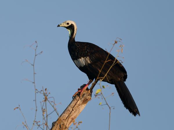 Blauwkeelgoean (Pipile cumanensis)